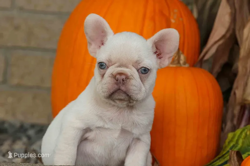  Reba 💕 – French Bulldog puppy for sale in Fresno, OH