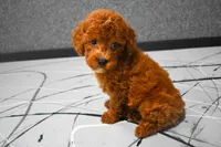 Lenny, a female Poodle - Miniature  for sale in Fresno, OH – 5 of 10