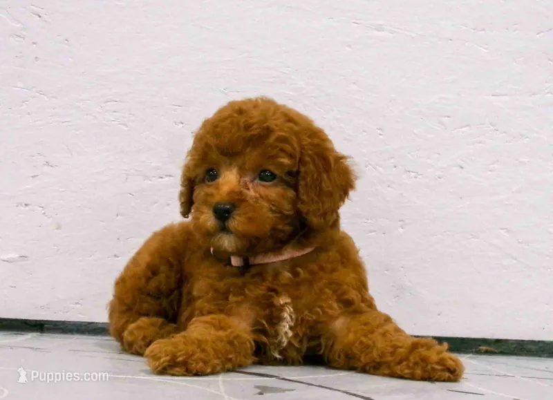 Lily  – Poodle - Miniature  puppy for sale in Fresno, OH