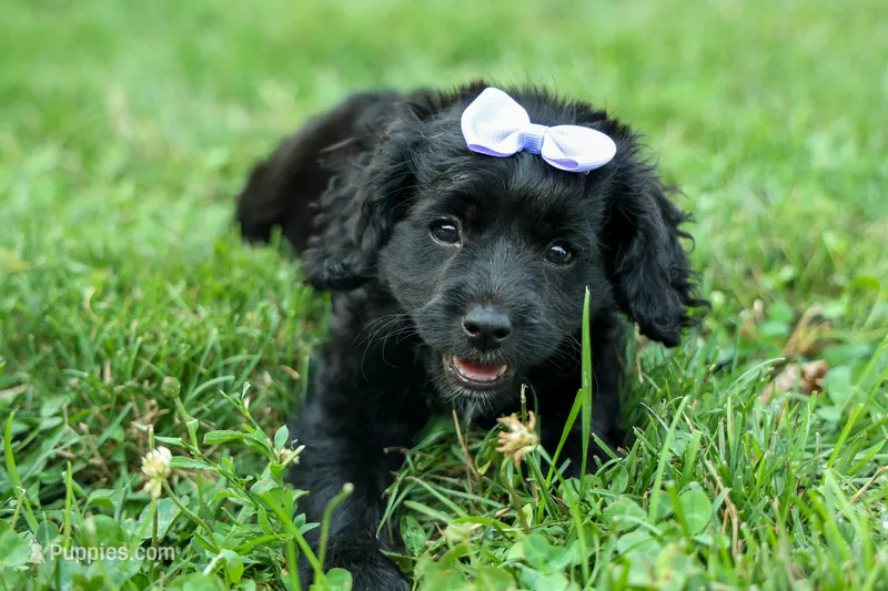 Raya🎀 – Cavapoo puppy for sale in Fresno, OH