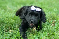 Raya🎀, a female Cavapoo for sale in Fresno, OH – 7 of 10