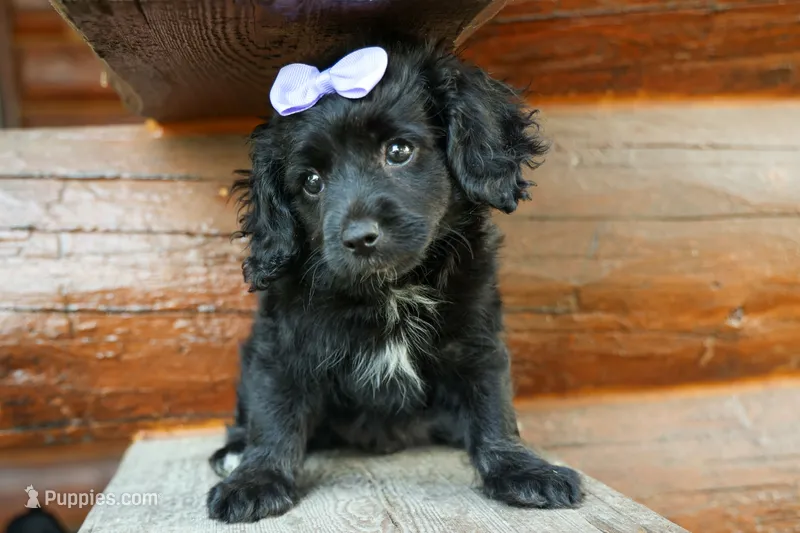 Raya🎀 – Cavapoo puppy for sale in Fresno, OH