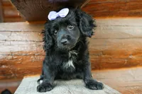 Raya🎀, a female Cavapoo for sale in Fresno, OH – 2 of 10