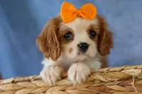  Nova, a female Cavalier King Charles Spaniel for sale in Fresno, OH – 1 of 10