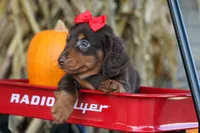 Zane🐾, a male Miniature Dachshund for sale in Fresno, OH – 7 of 10