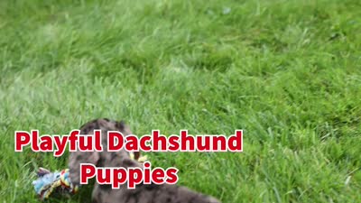 Houston🐾, a male Miniature Dachshund for sale in Fresno, OH – 10 of 10