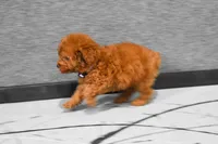 Loise, a female Poodle - Miniature  for sale in Fresno, OH – 7 of 10