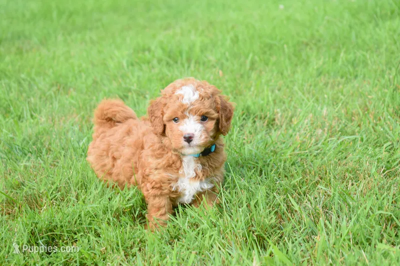 Scout 🐾 – Maltipoo puppy for sale in Fresno, OH