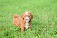 Scout 🐾, a male Maltipoo for sale in Fresno, OH – 1 of 7