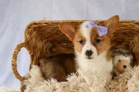 Yo-Yo 💕, a female Pembroke Welsh Corgi for sale in Fresno, OH – 5 of 9
