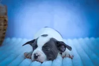 Quinto Bear🐾, a male Frenchton for sale in Fresno, OH – 6 of 10