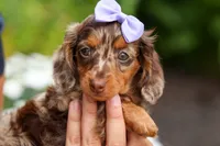 Isabelle🩷, a female Miniature Dachshund for sale in Fresno, OH – 1 of 10