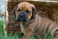 Axel 💙🐾, a male English Bulldog and Beagle for sale in Fresno, OH – 1 of 9