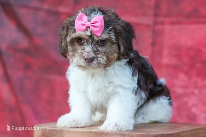  Olive – Maltese, Shih Tzu puppy for sale in Fresno, OH