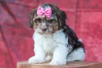  Olive, a female Maltese and Shih Tzu for sale in Fresno, OH – 1 of 10