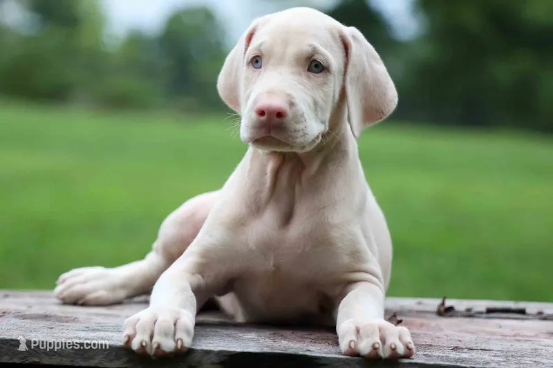 Gabby 💕 – Doberman Pinscher puppy for sale in Fresno, OH