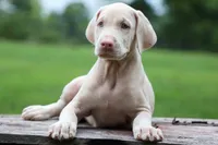 Gabby 💕, a male Doberman Pinscher for sale in Fresno, OH – 1 of 9