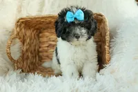 Remi 🩷, a female Cavapoo for sale in Fresno, OH – 2 of 10