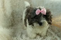 Rain🌸🐾, a female Cavapoo for sale in Fresno, OH – 2 of 10