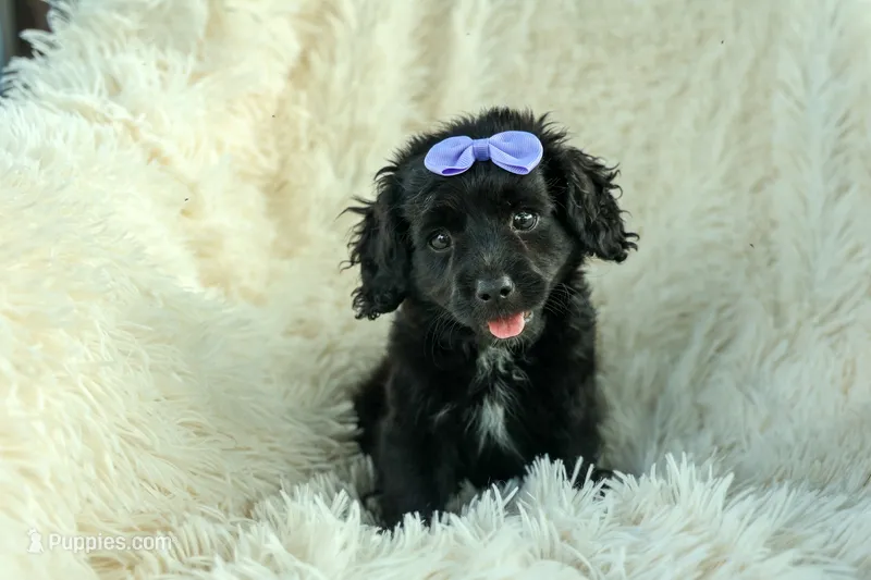 Raya🎀 – Cavapoo puppy for sale in Fresno, OH