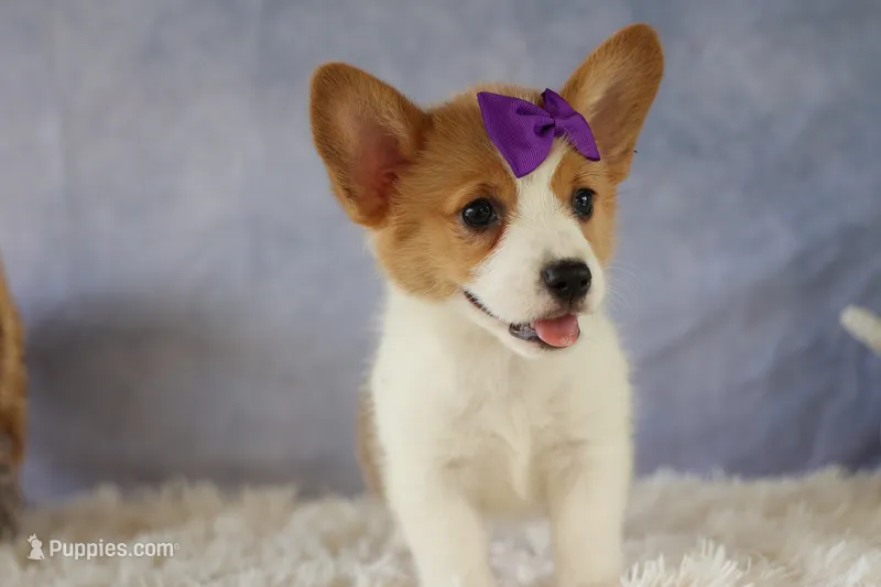Zoey 🌸 – Pembroke Welsh Corgi puppy on hold in Fresno, OH