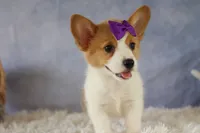Zoey 🌸, a female Pembroke Welsh Corgi for sale in Fresno, OH – 1 of 10