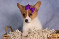 Bambi, a female Pembroke Welsh Corgi for sale in Fresno, OH – 9 of 10