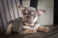 🐾 Meet Kingston, a male French Bulldog for sale in Fresno, OH – 5 of 10