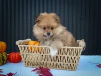 🐾 Meet Roxy — A Bouncy Little Ball of Fluff! 🐾, a male Pomeranian for sale in Fresno, OH – 9 of 10