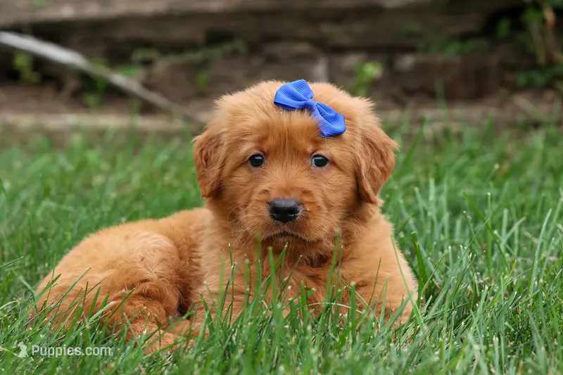  Quincy 🐶 – Golden Retriever puppy for sale in Fresno, OH