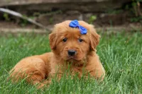  Quincy 🐶, a male Golden Retriever for sale in Fresno, OH – 1 of 10