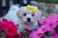 Bubbles 💕, a female Bichon Frise and Shih Tzu for sale in Fresno, OH – 5 of 10