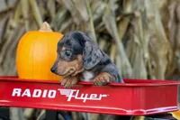   Zino🐾, a male Miniature Dachshund for sale in Fresno, OH – 3 of 9