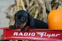  Zeke🐾, a male Miniature Dachshund for sale in Fresno, OH – 2 of 10