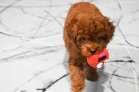 Loren, a male Poodle - Miniature  for sale in Fresno, OH – 3 of 9