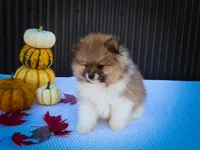  Marco 🐶, a male Pomeranian for sale in Fresno, OH – 3 of 10