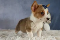 Zander 🐾, a male Pembroke Welsh Corgi for sale in Fresno, OH – 4 of 9