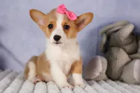 Callie💖, a female Pembroke Welsh Corgi for sale in Fresno, OH – 4 of 10
