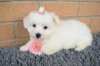 Bella 🐶💗, a female Maltese for sale in Fresno, OH – 5 of 7