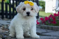 Bubbles 💕, a female Bichon Frise and Shih Tzu for sale in Fresno, OH – 9 of 10