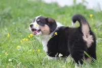 Sophia💗🐾, a female Australian Shepherd and Pembroke Welsh Corgi for sale in Fresno, OH – 2 of 6