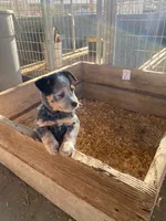 Buster, a male Australian Cattle Dog for sale in Escalon, CA – 2 of 5