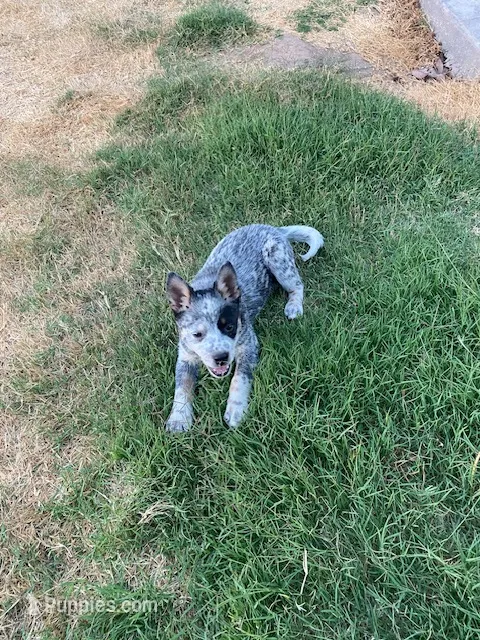dally – Australian Cattle Dog puppy for sale in Escalon, CA