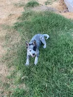 dally, a female Australian Cattle Dog for sale in Escalon, CA – 1 of 9