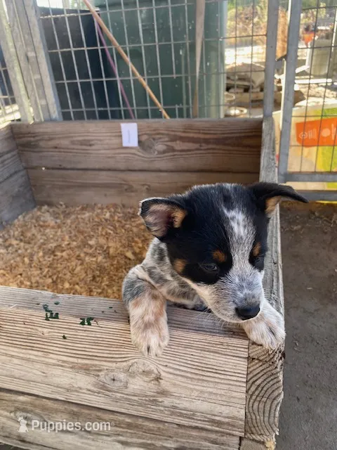 Diesel – Australian Cattle Dog puppy for sale in Escalon, CA