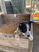 Diesel, a male Australian Cattle Dog for sale in Escalon, CA – 1 of 6
