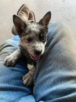 dally, a female Australian Cattle Dog for sale in Escalon, CA – 6 of 9