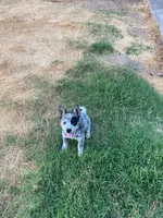 dally, a female Australian Cattle Dog for sale in Escalon, CA – 3 of 9