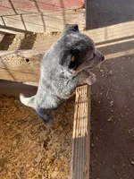 Hondo, a male Australian Cattle Dog for sale in Escalon, CA – 6 of 6
