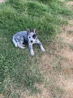 dally, a female Australian Cattle Dog for sale in Escalon, CA – 5 of 9